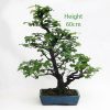Hornbeam Bonsai Tree Number 465 available to buy from All Things Bonsai Sheffield Yorkshire UK