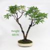 Oak Bonsai Tree Number 526 available to buy from All Things Bonsai Sheffield Yorkshire UK
