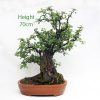 Hawthorn Bonsai Tree Number 550 available to buy from All Things Bonsai Sheffield Yorkshire UK