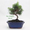 Aleppo Pine Bonsai Tree Number Small available to buy online from All Things Bonsai Sheffield Yorkshire with free UK delivery