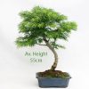 Golden Larch Bonsai Tree Part Trained Large available to buy online from All Things Bonsai Sheffield Yorkshire with free UK delivery