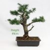 European Larch Bonsai Tree Number 571 available to buy online from All Things Bonsai Sheffield Yorkshire with free UK delivery