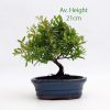 Pomegranate Flowering Bonsai Tree Small available to buy from All Things Bonsai Sheffield Yorkshire with free UK delivery