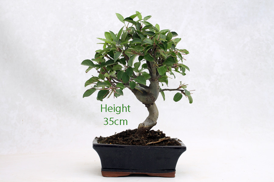 Crab Apple Flowering Bonsai Tree Malus Number 497 ALL THINGS BONSAI