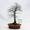 Celtis Hackberry Bonsai Tree Number 230 available to buy online from All Things Bonsai Sheffield Yorkshire
