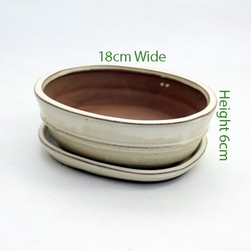 7 Inch Glazed Bonsai Pot With Matching Tray Cream Oval available to buy online from All Things Bonsai Sheffield Yorkshire with free UK delivery