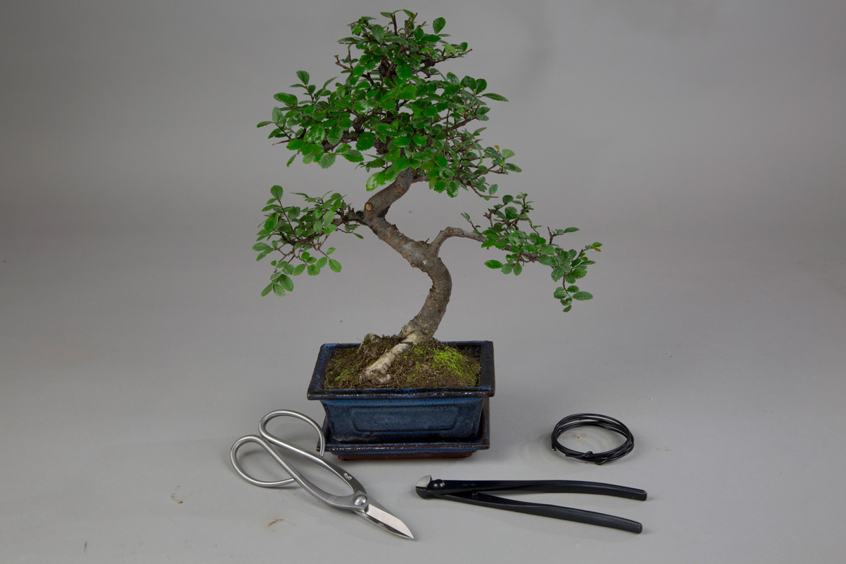 Low Priced Starter Bonsai available to buy online from All Things Bonsai Sheffield Yorkshire