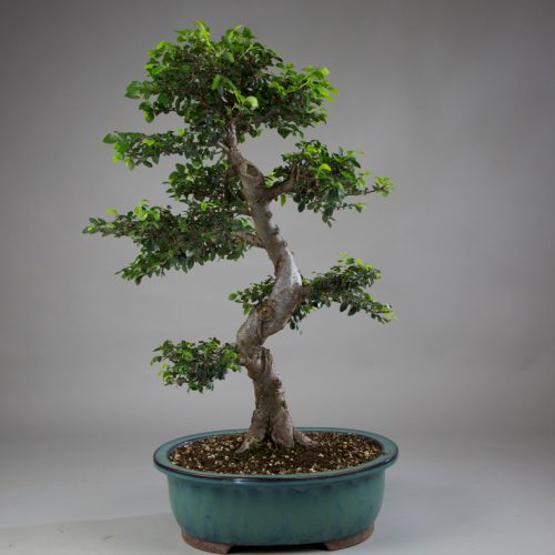 Indoor Bonsai Trees