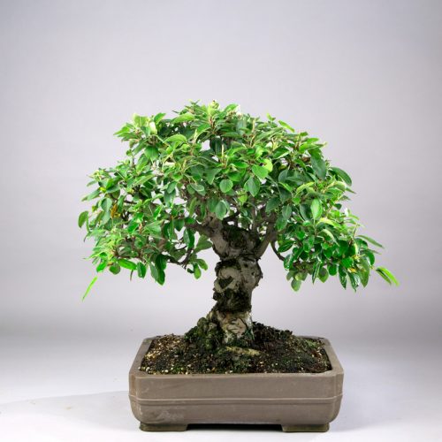 Flowering Bonsai