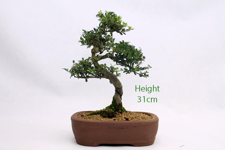 Japanese Holly Ilex Flowering Bonsai Tree Number 655 ALL THINGS BONSAI