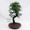 Dawn Redwood Bonsai Tree Number 221 available to buy online from All Things Bonsai Sheffield Yorkshire with free UK delivery