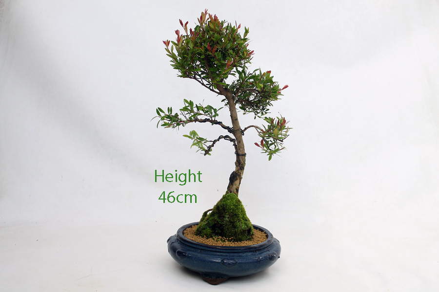 Syzygium Flowering Bonsai Tree Number 444 ALL THINGS BONSAI