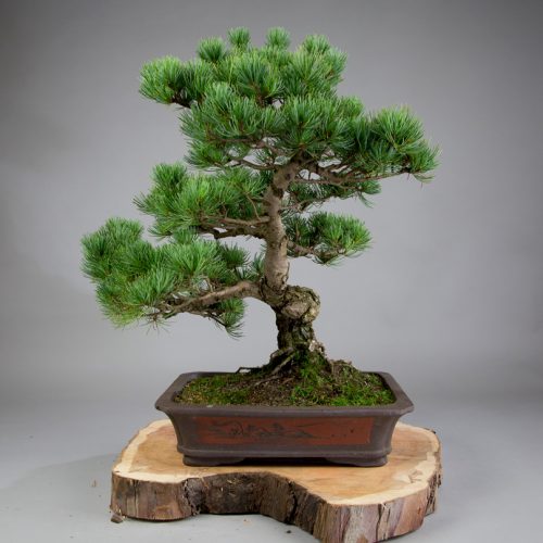 Outdoor Bonsai