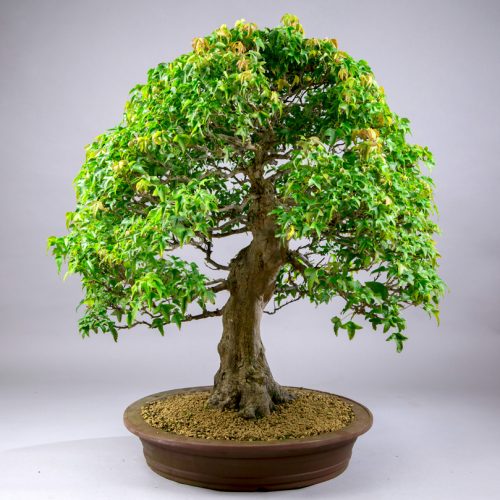 Deciduous Bonsai