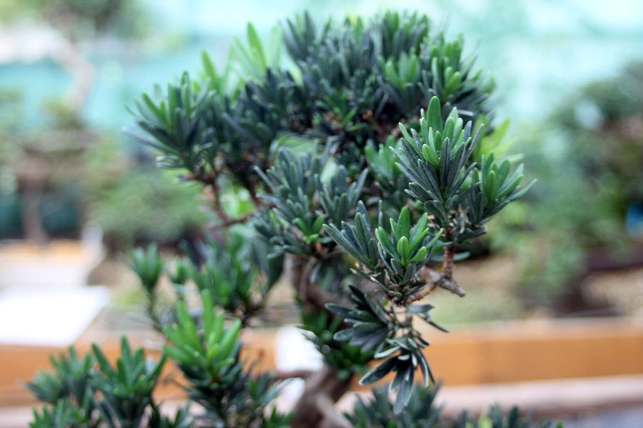 Podocarpus Buddhist Pine Bonsai Care All Things Bonsai