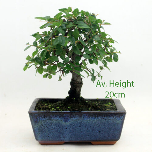 Chinese Elm Bonsai Tree Broom Style Small available to buy from All Things Bonsai Sheffield Yorkshire with free UK delivery