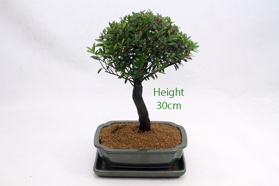 Syzygium Flowering Bonsai Tree Number 318 ALL THINGS BONSAI