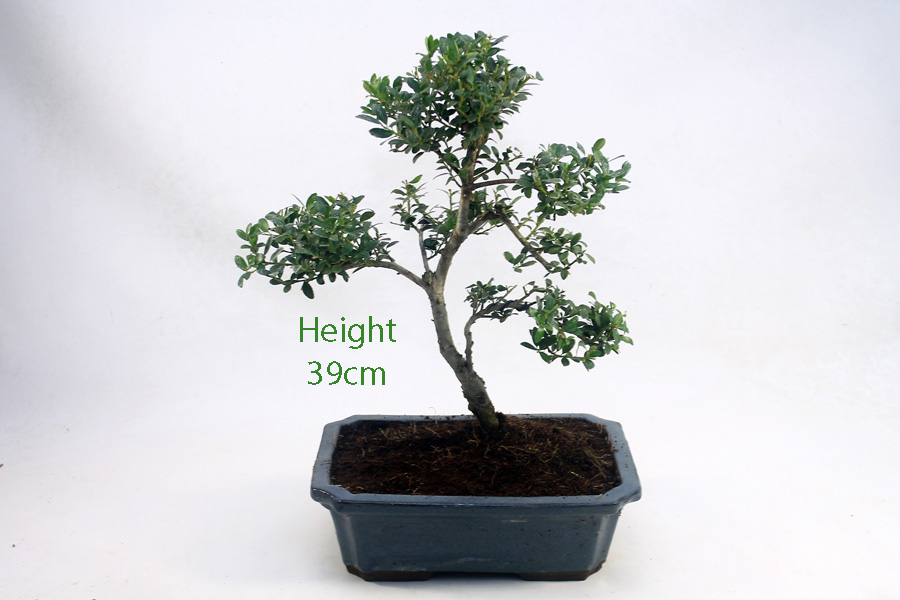 Japanese Holly Ilex Flowering Bonsai Tree Number 544 ALL THINGS BONSAI