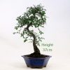 Chinese Elm Bonsai Tree Number 409 available to buy online from All Things Bonsai Sheffield Yorkshire with free UK delivery