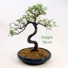 Chinese Elm Bonsai Tree Number 511 available to buy online from All Things Bonsai Sheffield Yorkshire with free UK delivery
