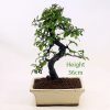 Chinese Elm Bonsai Tree Number 447 available to buy online from All Things Bonsai Sheffield Yorkshire with free UK delivery