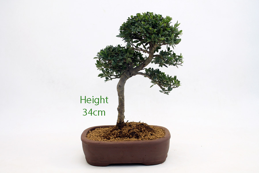 Japanese Holly Ilex Flowering Bonsai Tree Number 470 ALL THINGS BONSAI