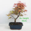 Acer Palmatum Deshojo Japanese Maple Bonsai Tree Medium