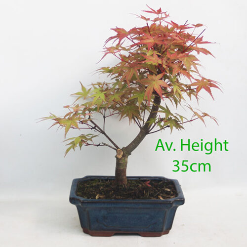 Acer Palmatum Deshojo Japanese Maple Bonsai Tree Medium