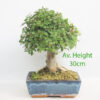Chinese Elm Bonsai Tree Broom Style