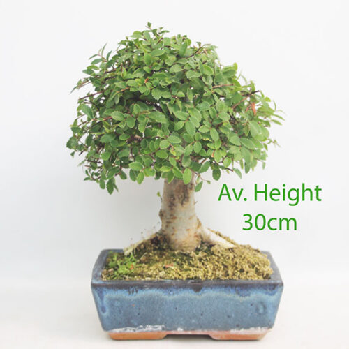 Chinese Elm Bonsai Tree Broom Style