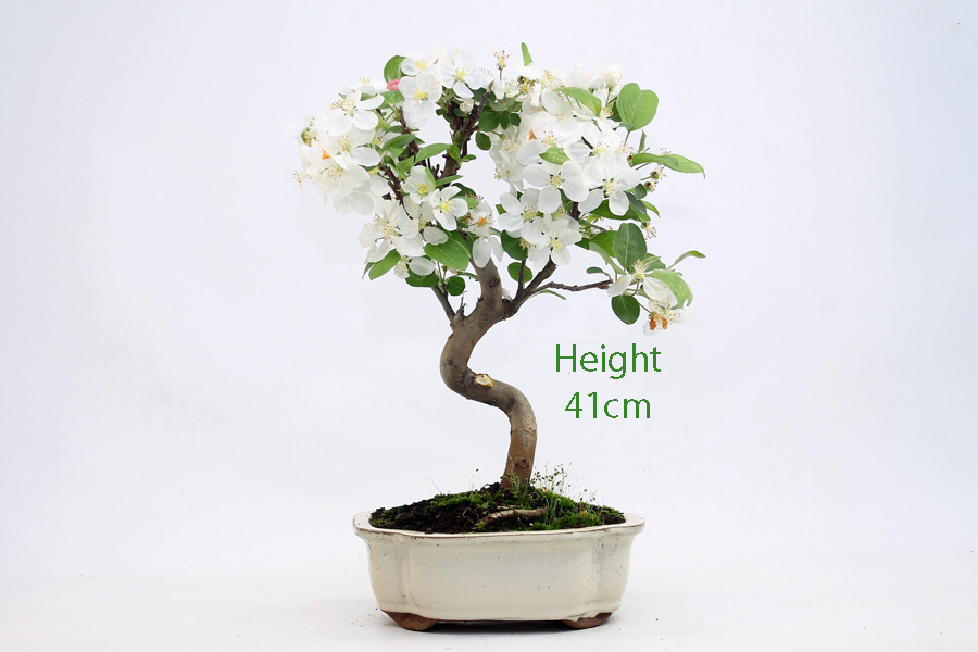 Crab Apple Flowering Bonsai Tree Malus Number 447 ALL THINGS BONSAI
