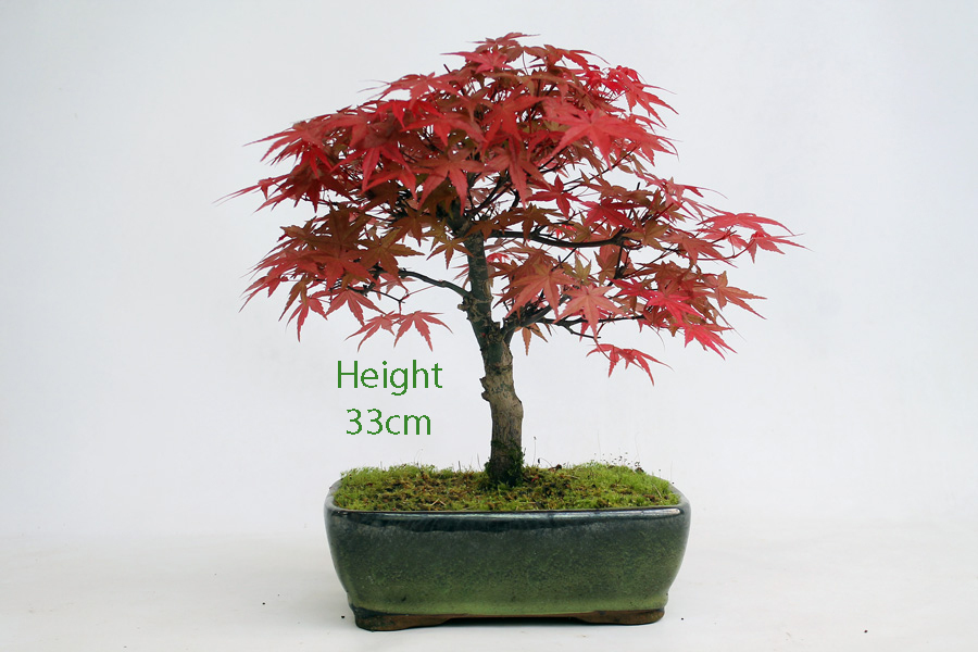 Acer Palmatum Deshojo Japanese Maple Bonsai Tree Number 88 ALL THINGS BONSAI