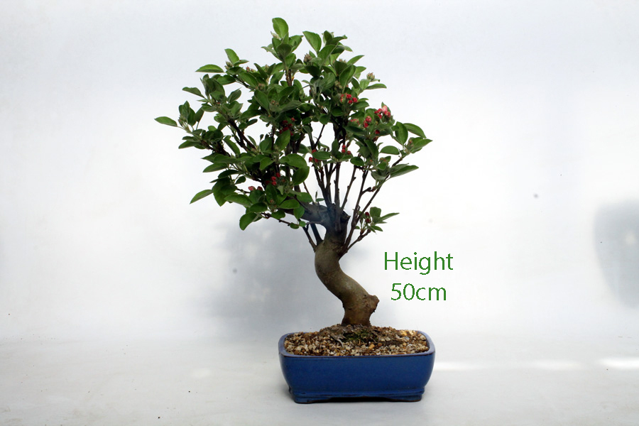 Crab Apple Flowering Bonsai Tree Malus Number 537 ALL THINGS BONSAI