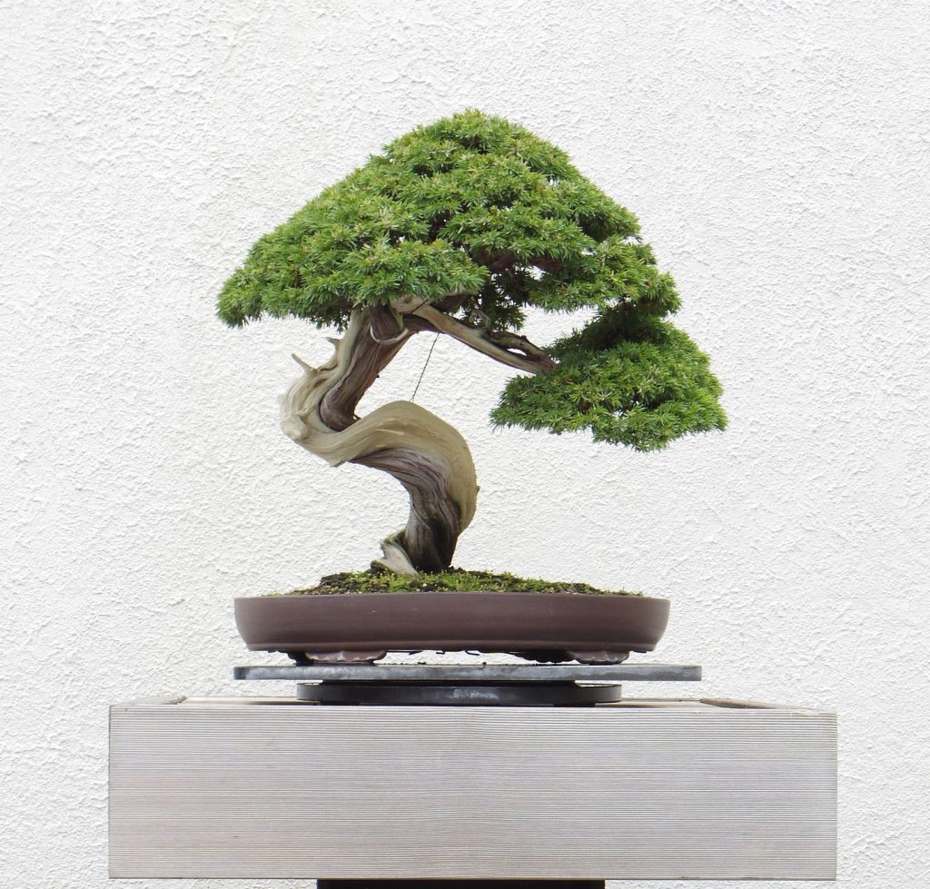 All Things Bonsai Bonsai Trees, Kits, Pots, Feeds & Tools