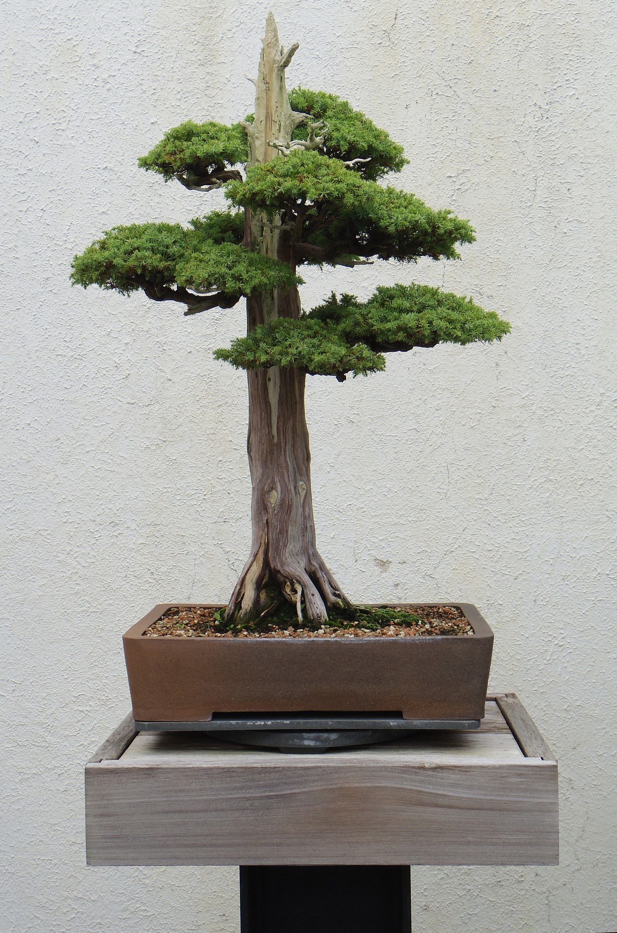 All Things Bonsai Sheffield Bonsai Shop 5