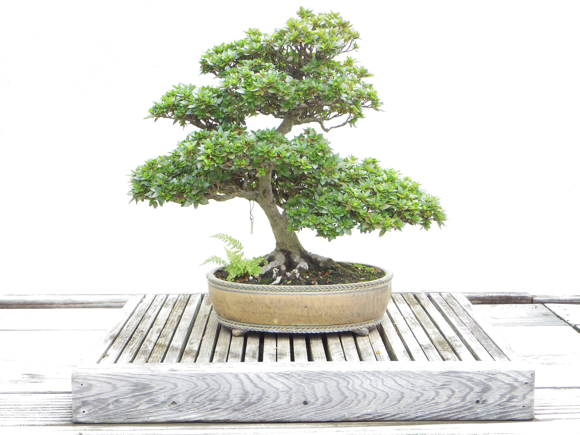 What is a Bonsai Tree? Introduction by ALL THINGS BONSAI