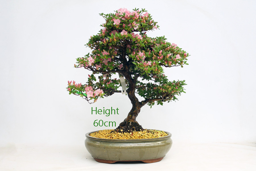 Azalea Kakuo Bonsai Tree Number 549 available to buy online from All Things Bonsai Sheffield Yorkshire UK