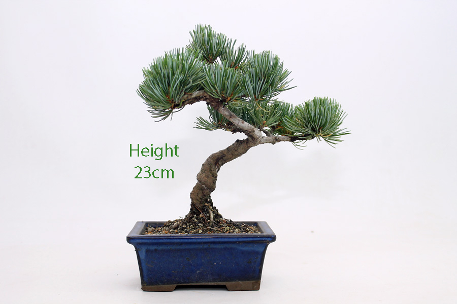 Japanese White Pine Bonsai Tree Number 620 ALL THINGS BONSAI