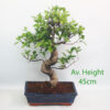 Ficus Bonsai Tree 25cm Wide Glazed Pot