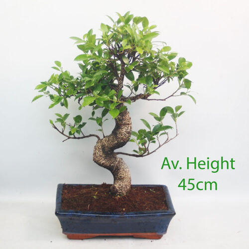 Ficus Bonsai Tree 25cm Wide Glazed Pot
