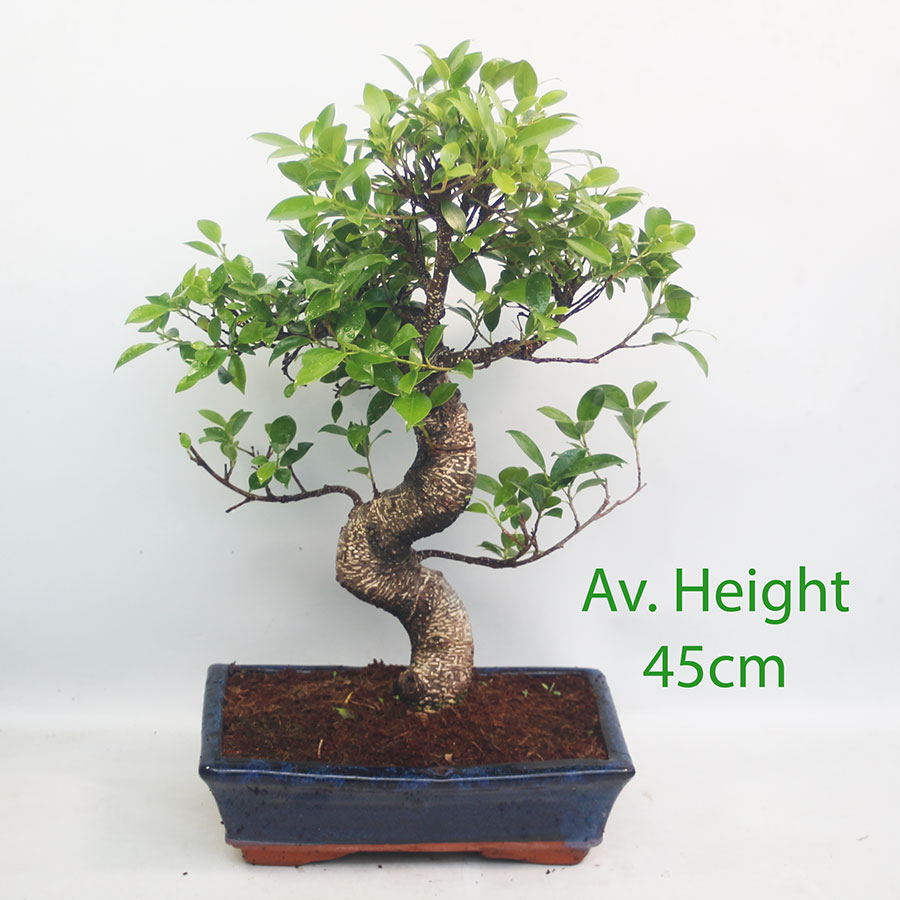 Ficus Bonsai Tree 25cm Wide Glazed Pot