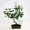 Ginkgo Part Trained Bonsai Tree Number 535 available to buy from All Things Bonsai Sheffield Yorkshire with free UK delivery