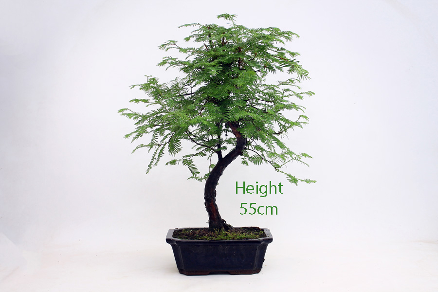 Dawn Redwood Bonsai Tree Number 571 available to buy from All Things Bonsai Sheffield Yorkshire with free UK delivery