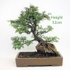 Hawthorn Bonsai Tree Number 607 available to buy from All Things Bonsai Sheffield Yorkshire UK