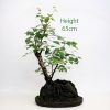 Silver Birch Bonsai Tree On Rock Part Trained available to buy from All Things Bonsai Sheffield Yorkshire UK
