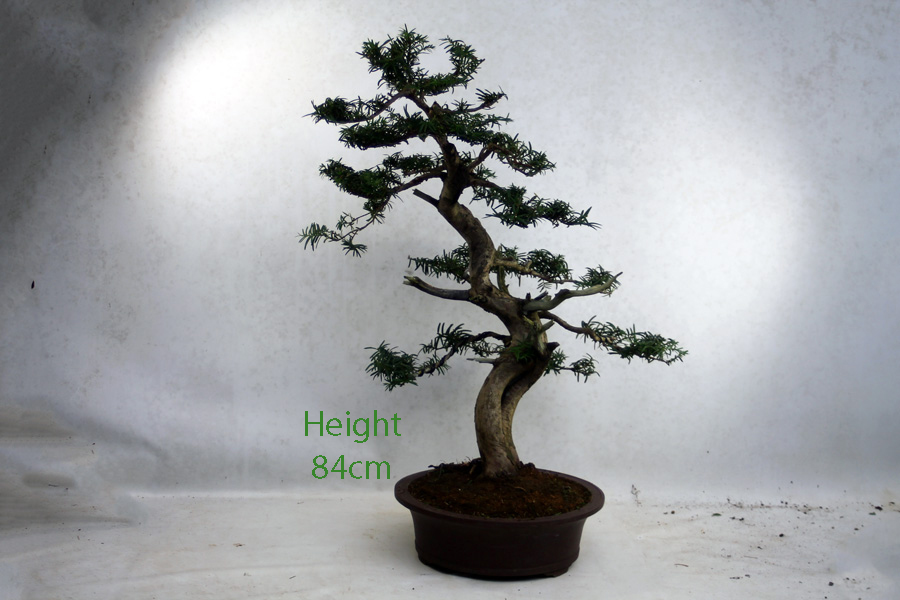 Yew Taxus Bonsai Tree Number 453 available to buy online from All Things Bonsai Sheffield Yorkshire UK