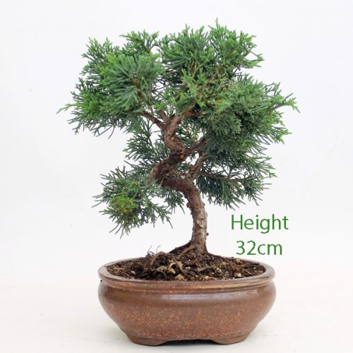 Evergreen Bonsai ALL THINGS BONSAI
