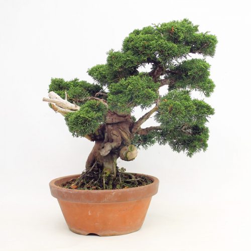 Part Trained Bonsai Trees
