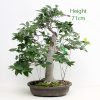 White Beech Part Trained Bonsai Number 604 available to buy from All Things Bonsai Sheffield Yorkshire UK