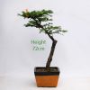 Larch Part Trained Bonsai Number 506 available to buy from All Things Bonsai Sheffield Yorkshire UK